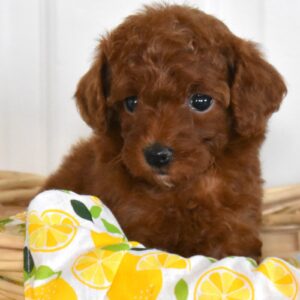 red toy poodle
