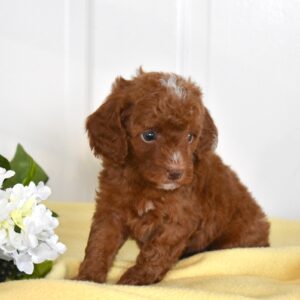 red toy poodle adult