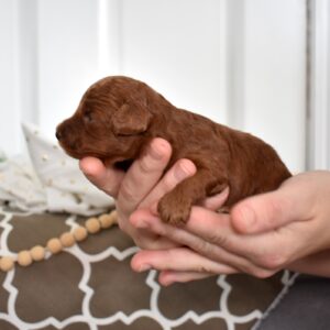 red toy poodle for sale
