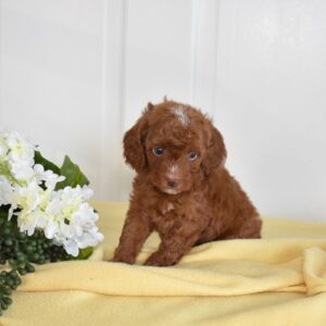 red toy poodle sale