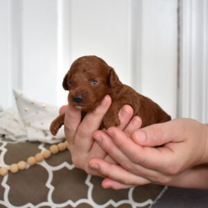 red toy poodles for sale