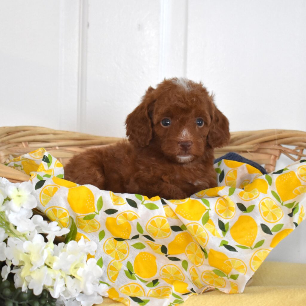 red toy poodles near me