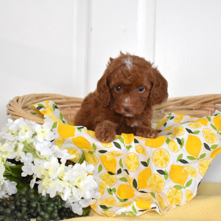 red toy poodles puppies