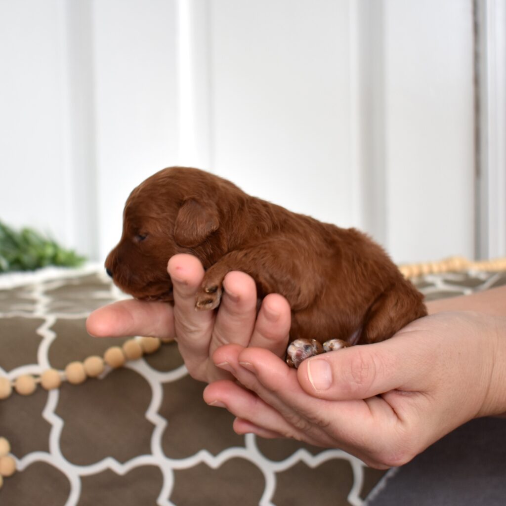 toy poodle