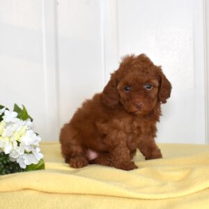 toy poodle
