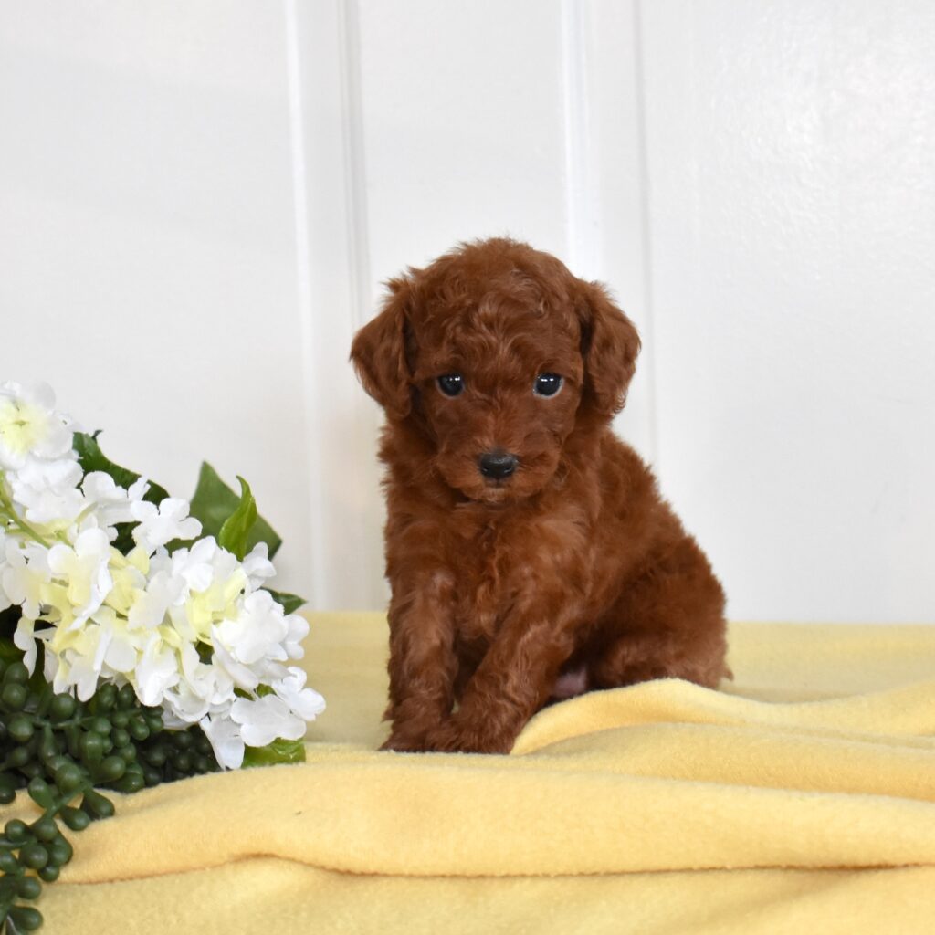 toy poodle