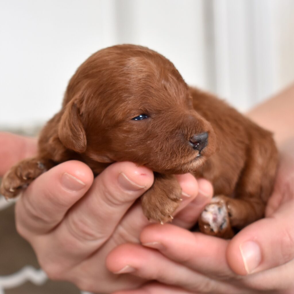 toy poodle breeder