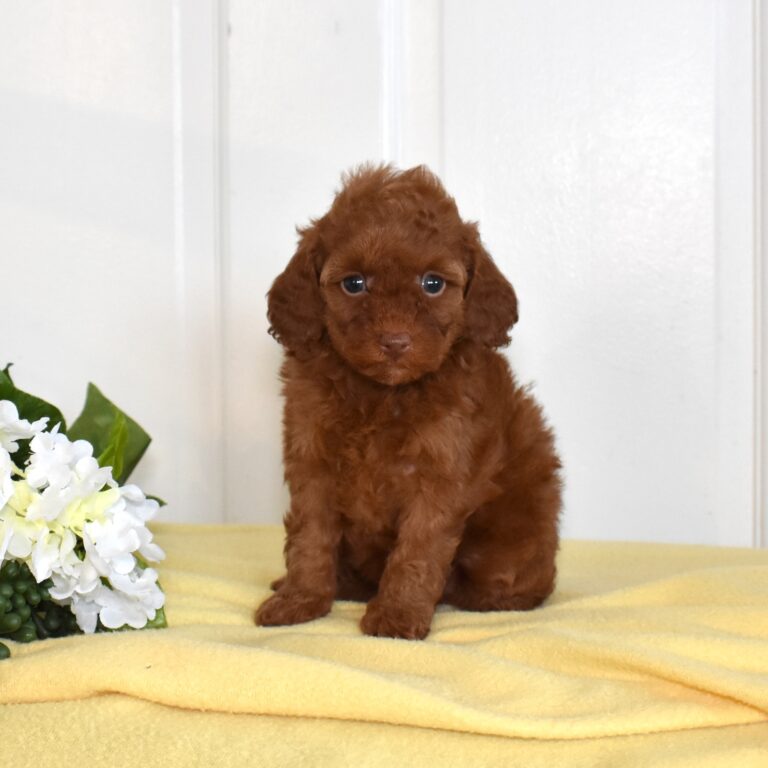 toy poodle breeder