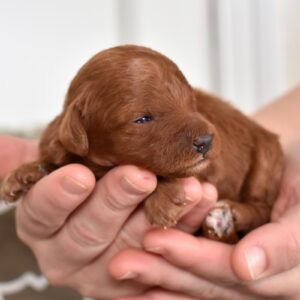 toy poodle breeder