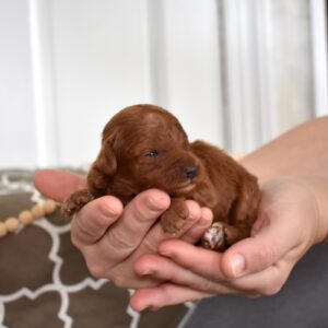 toy poodle breeder near me