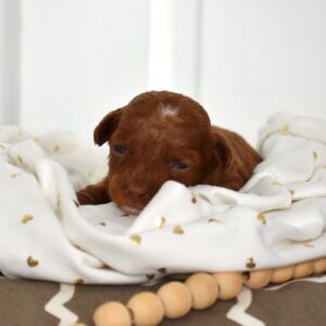 toy poodle dog for sale