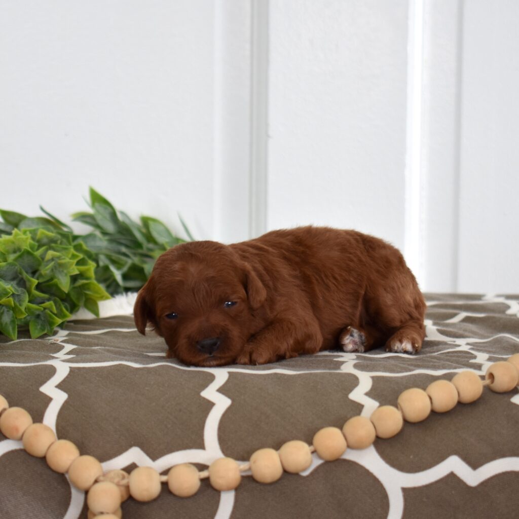 toy poodle for sale
