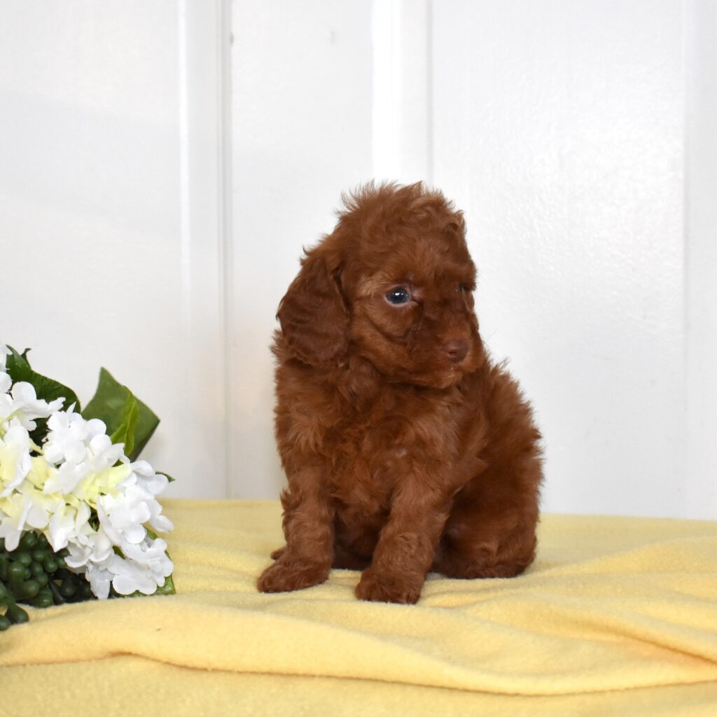 toy poodle for sale
