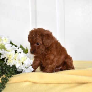 toy poodle for sale