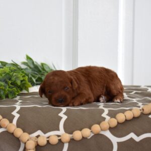 toy poodle for sale
