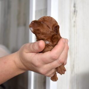 toy poodle for sale near me