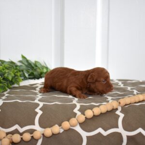 toy poodle miniature poodle