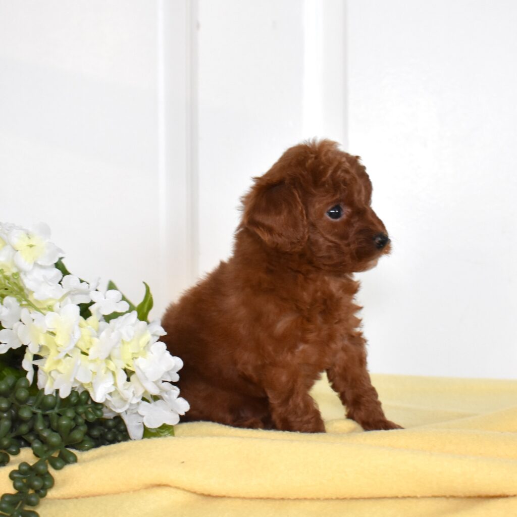 toy poodle near me