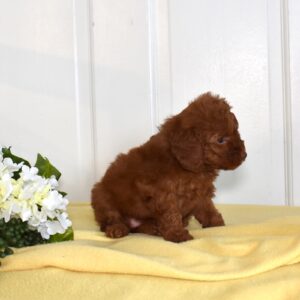 toy poodle puppies