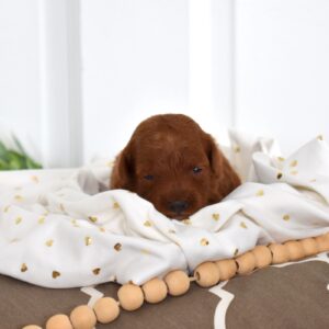 toy poodle puppies