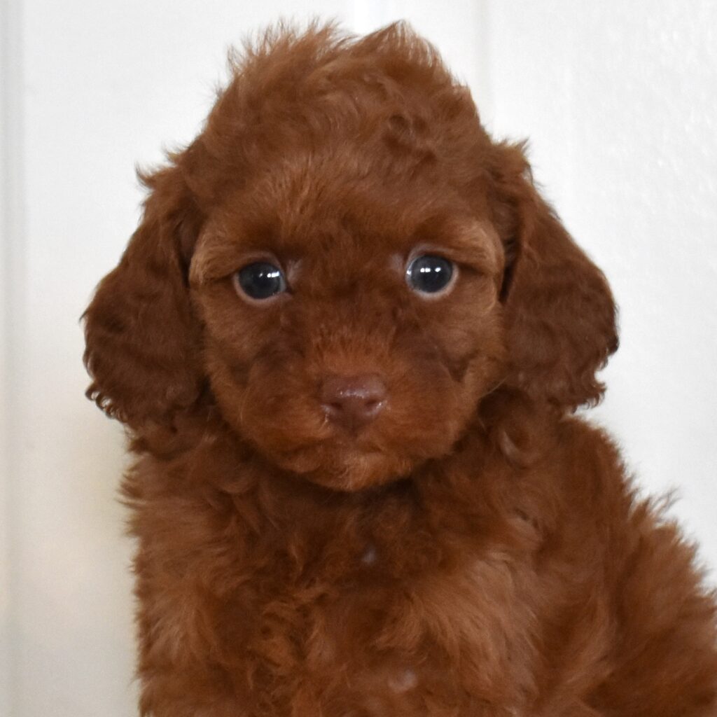 toy poodle puppy