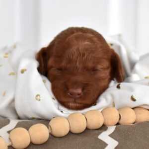 toy poodles for adoption