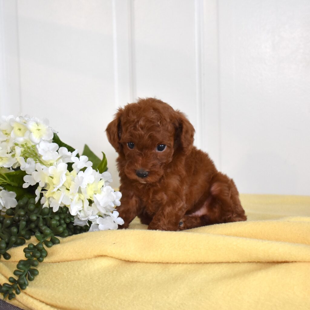 toy poodles for sale