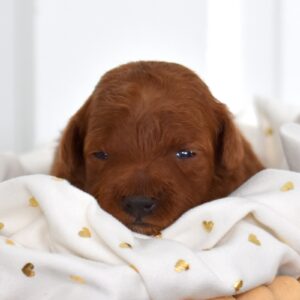 toy poodles for sale