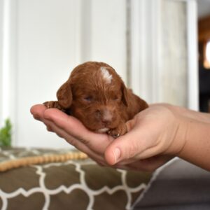 toy poodles for sale near me