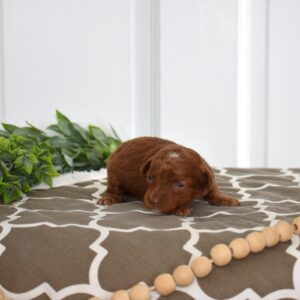 toy poodles near me for sale