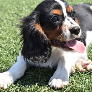 tri color Cavalier