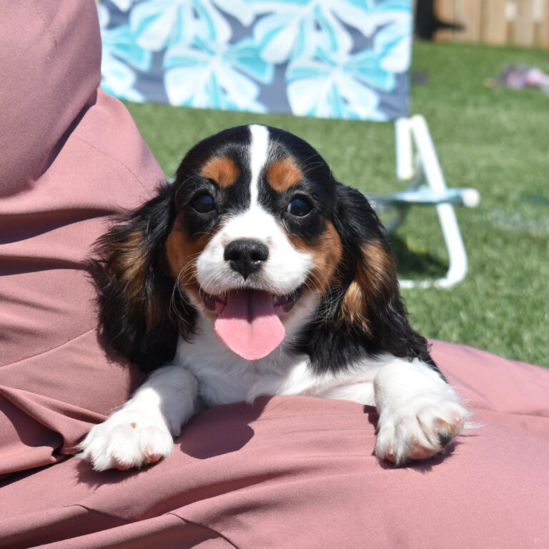 tri-color Cavalier King Charles Spaniel puppy
