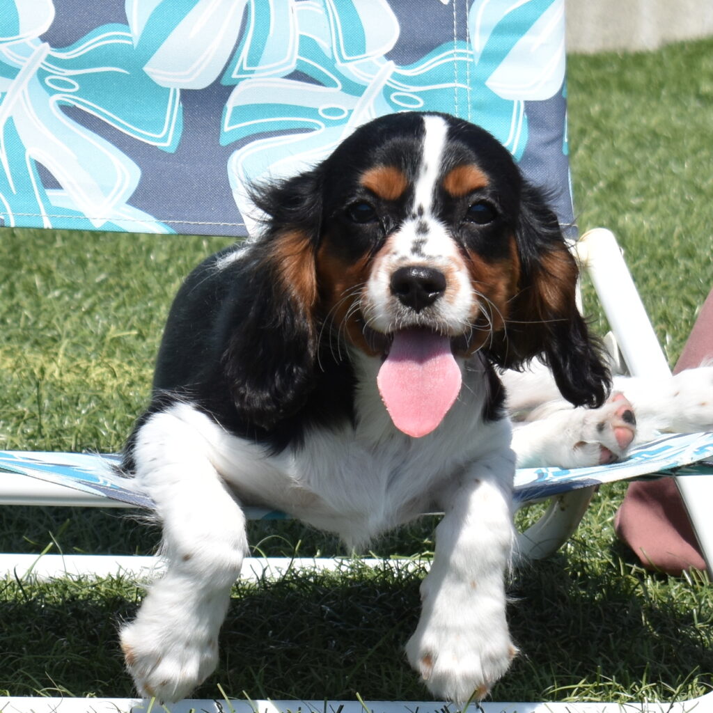 tri color Cavalier for sale near me