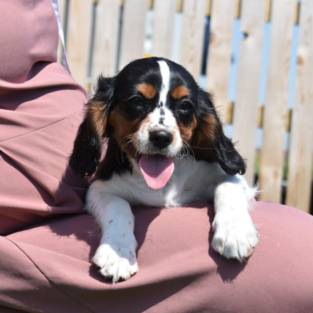 tri color Cavalier puppies