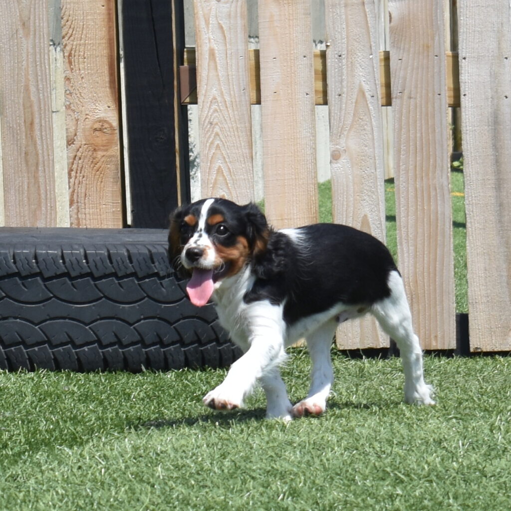 tri color Cavalier puppies for sale