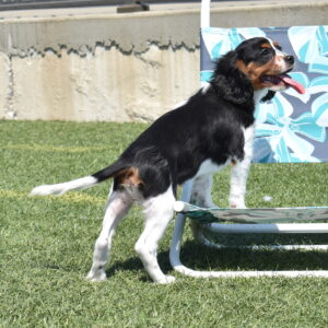 tri color Cavalier puppies for sale lancaster pa