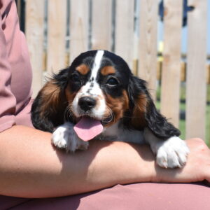 tri color Cavalier puppy