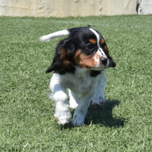 tri color Cavalier puppy breeder