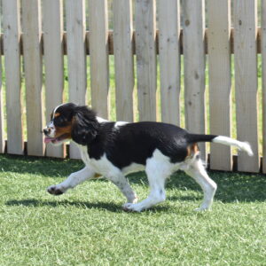tri color Cavalier puppy for sale