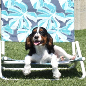 tri color Cavalier villa crest puppies