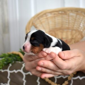 tri color cavalier