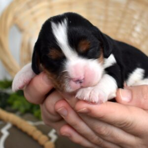 tri color cavalier breeder