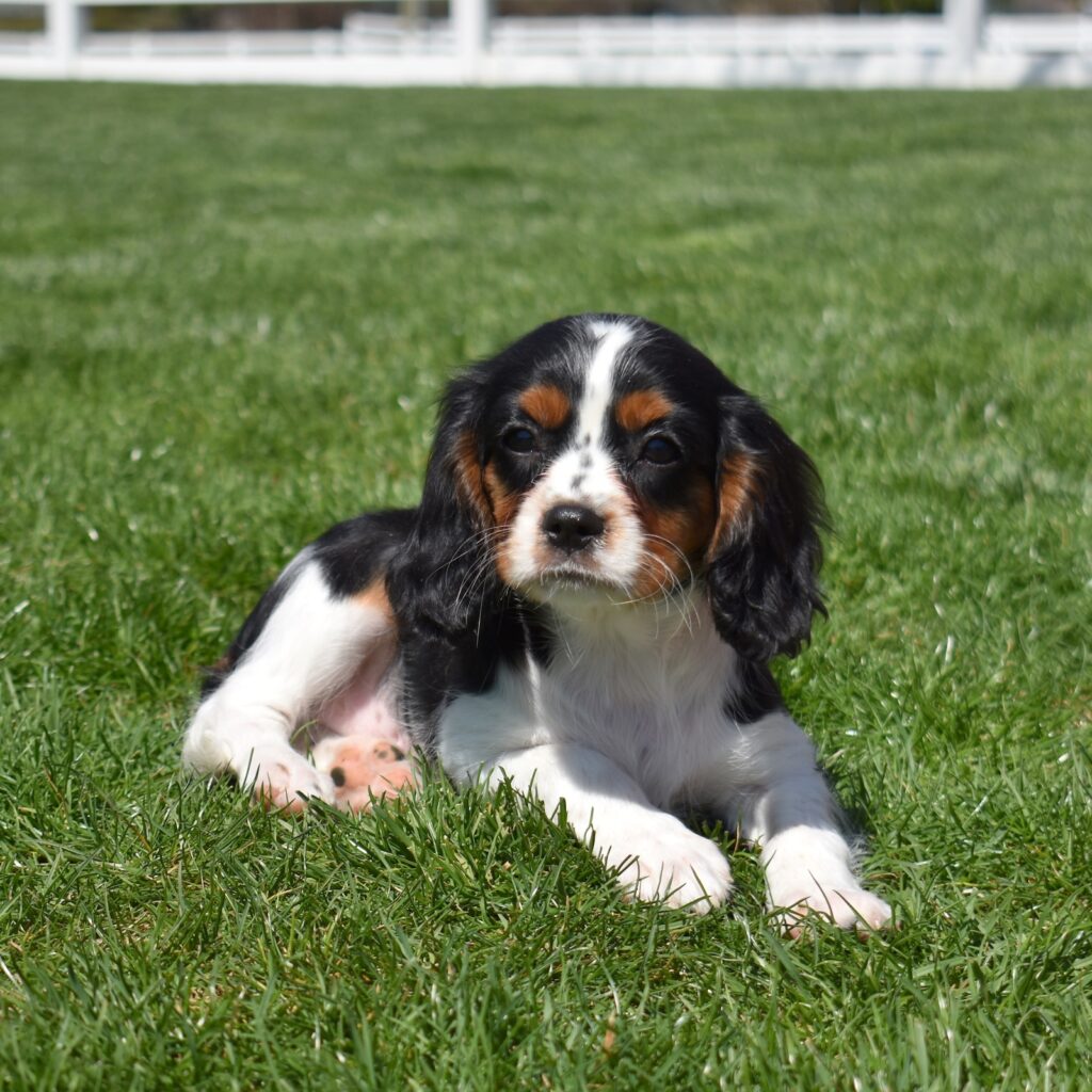 tri color cavalier breeders