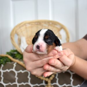 tri color cavalier king charles