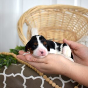 tri color cavalier king charles