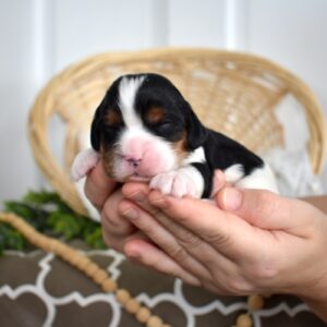 tri color cavalier king charles