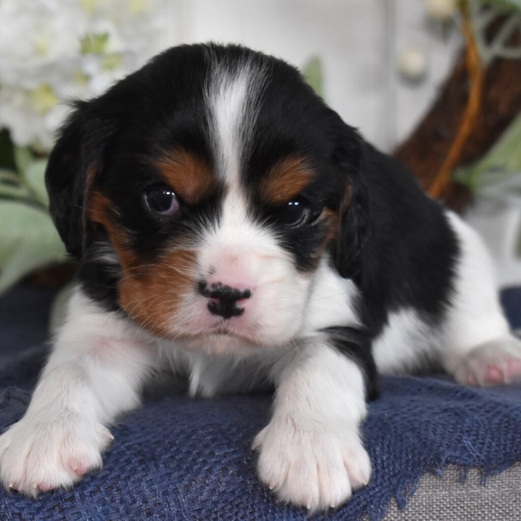 tri color cavalier king charles