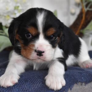 tri color cavalier king charles