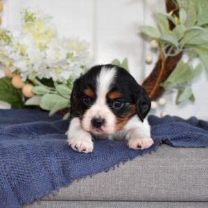 tri color cavalier king charles