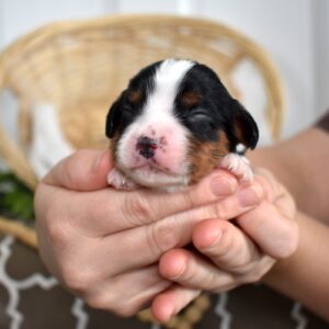 tri color cavalier king charles spaniel